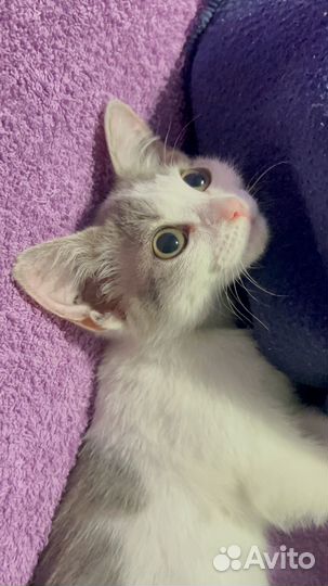 Котёночек в ответственные руки