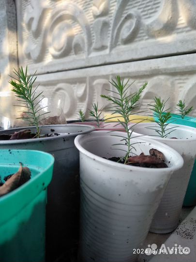 Туйки в стаканах 100