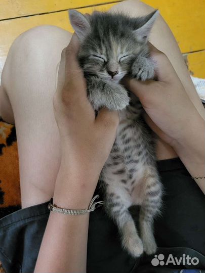 Котенок в дар