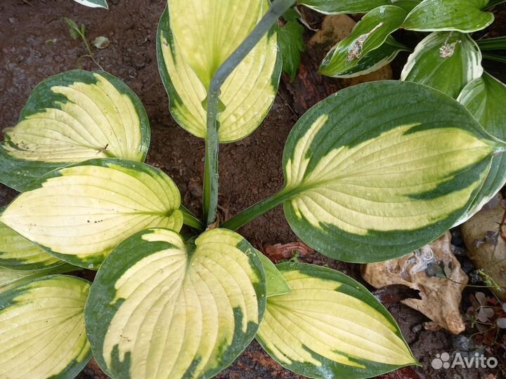 Набор сортовых хост