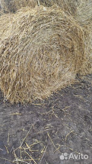 Солома овсянная