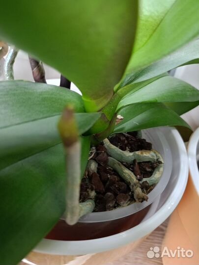 Орхидея фаленопсис