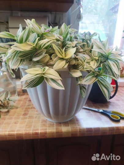 Традесканция