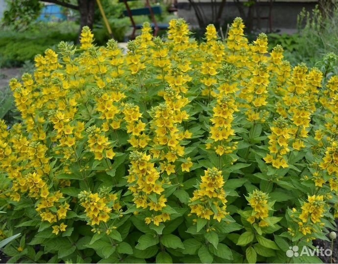 Вербейник многолетний садовый цветок