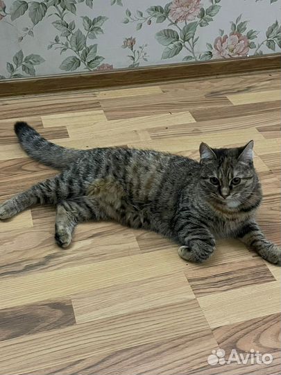 Кошка в добрые руки