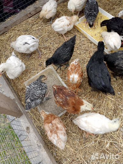 Петушки домашние