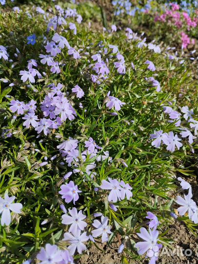 Цветы. Вероника ползучая, флокс шиловидный