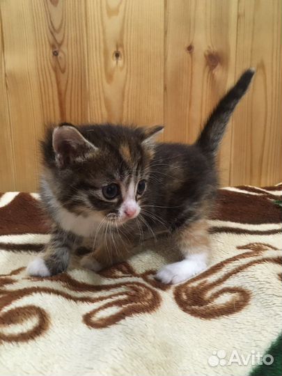 Кошка