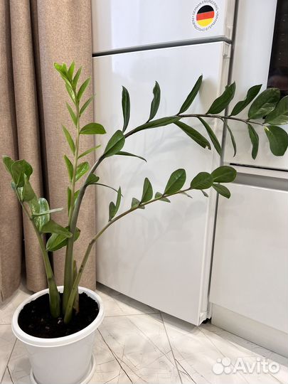 Замиокулькас