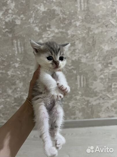 Котята породистые бесплатно мальчики