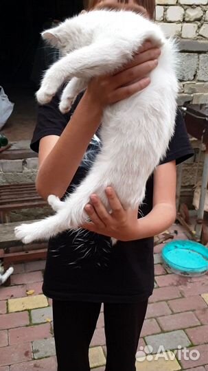 Малышка в дар