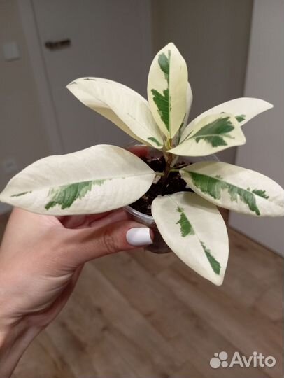 Фикус микрокарпа альбомаргината