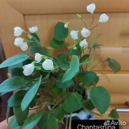 Фиалки мини, трейлеры, стандарты