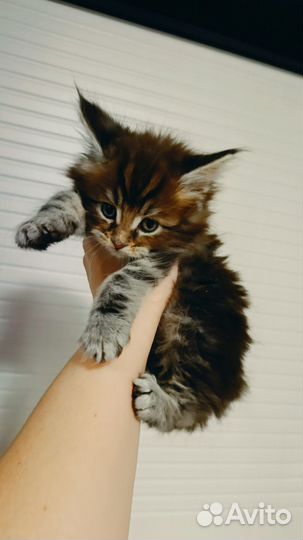 Котята мейн-кун