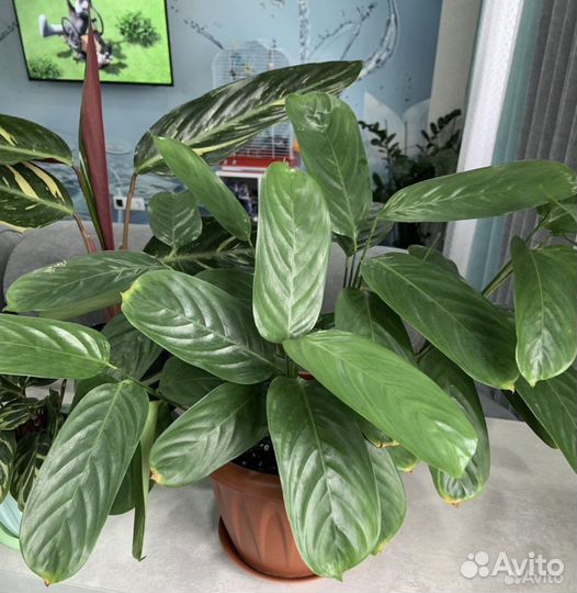 Комнатные растения, Калатеи, Нолина