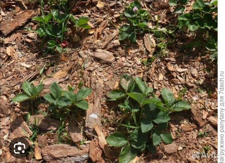 Мульча(сосновая кора)