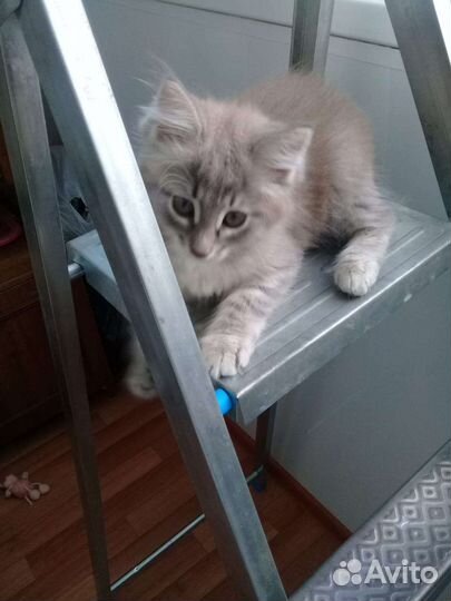 Котики бесплатно