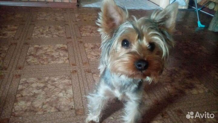 Йоркширский терьер