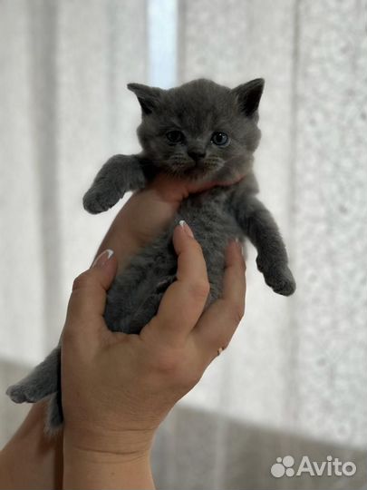 Британская