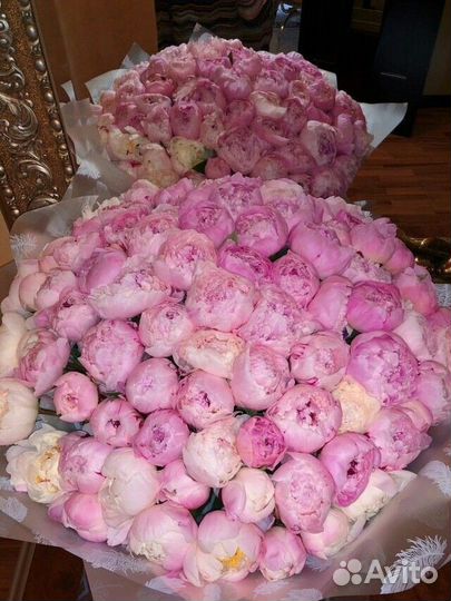 Пионы Голландия