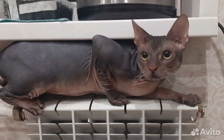 Донской сфинкс