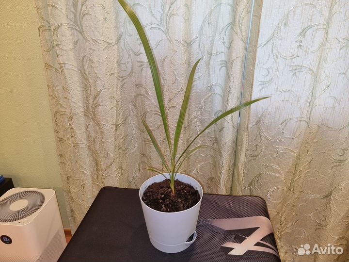 Финик Канарский