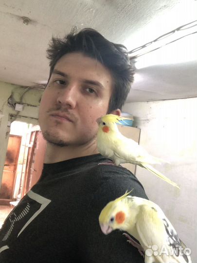 Птенцы Выкормыши Корелл