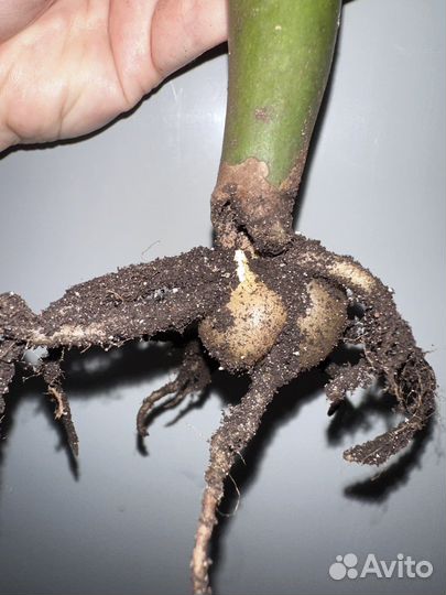 Замиокулькас черный ворон равен Raven Black