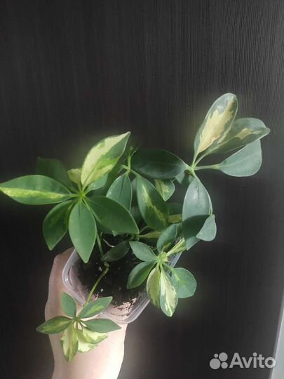 Кодиеум кротон, Сансевиерия,Драцена, Монстера