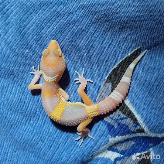 Геккон эублефар