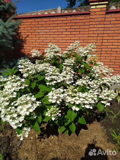 Гортензия метельчатая