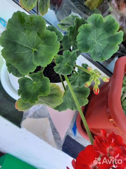 Пеларгония герань