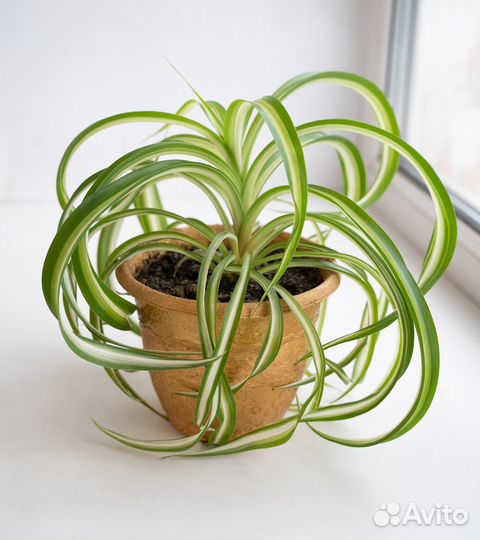 Хлорофитум Бонни кудрявый