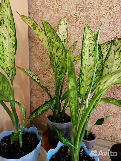 Диффенбахия везувий