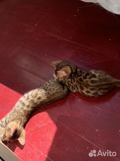 Бенгальские котята