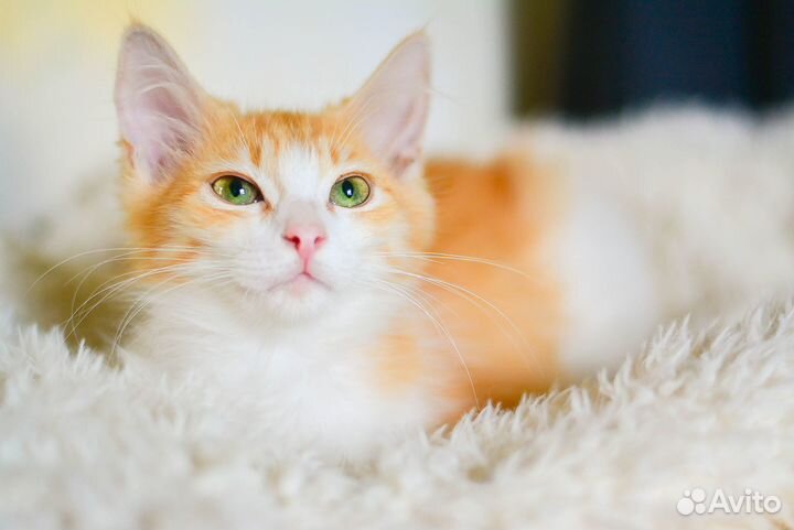 Рыжие девочки солнышки