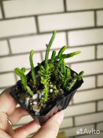 Суккуленты