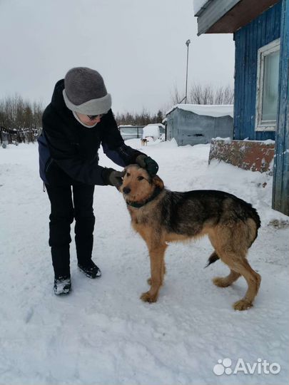 Собака в добрые руки