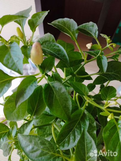 Комнатный перчик