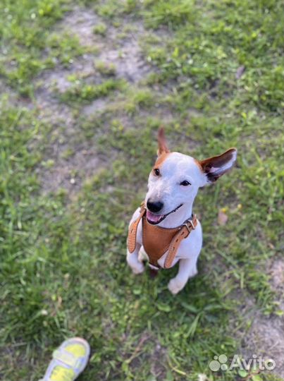 Джек-рассел-терьер Вязка