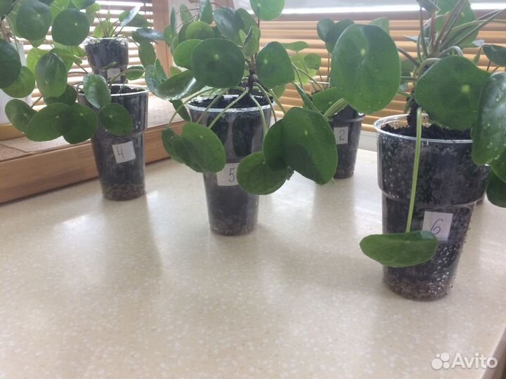 Пилея пеперомиевидная (денежное дерево)