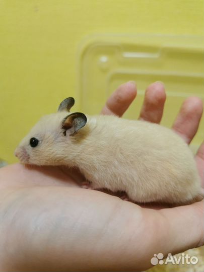 Сирийский хомяк малыш