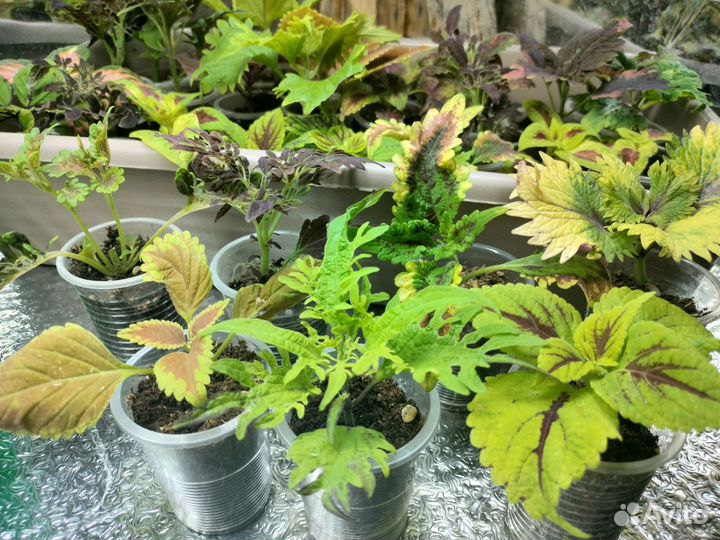 Колеусы вегетативные