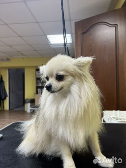 Грумер стрижка собак