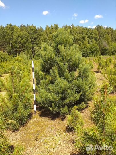 Сосна обыкновенная