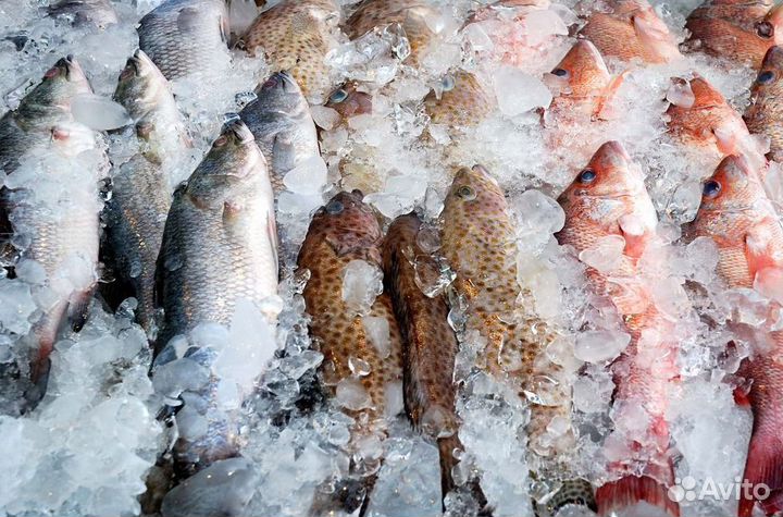 Рыбный магазин – готовый бизнес с прибылью