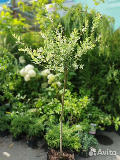 Ива хакура нишики