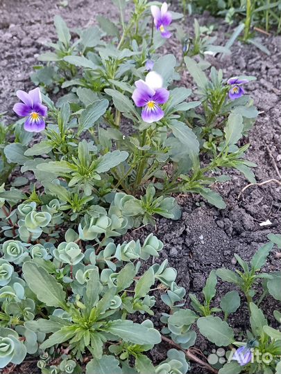 Растения для сада многолетники