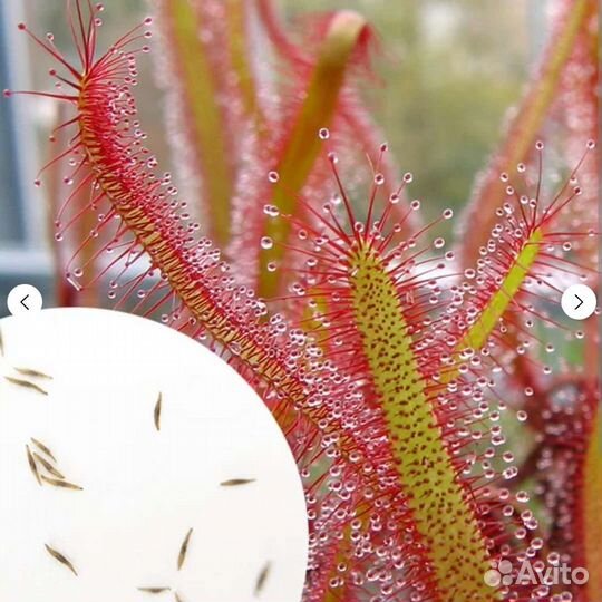 Семена Росянок микс тропических видов, 20-25 шт