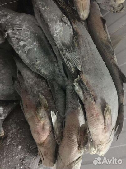 Рыба Плотва, судак, синец, чехонь, лещ, налим